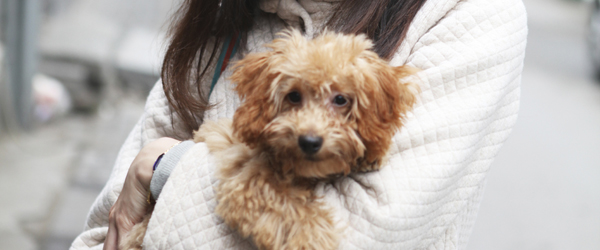 Graphic of a woman carrying a small dog