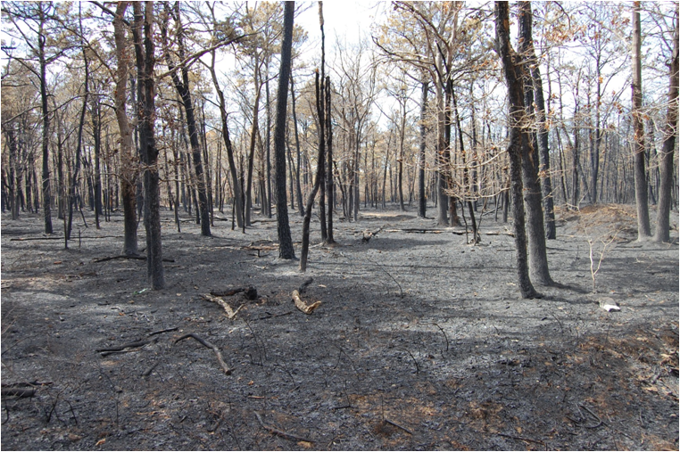 Area post fire - 9 weeks