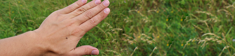 Human hand with tick