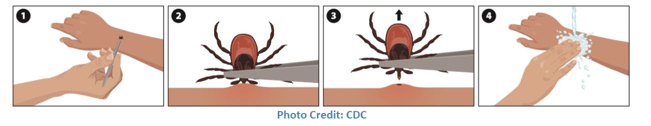 Human hand with tick