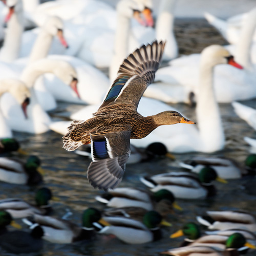 a group of ducks