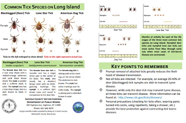 Common Tick Species